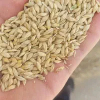 جوچاق وابی ومقدا حدوداً ۳۰۰کیلو جو و گندم مخلوط