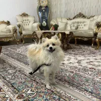 سگ پامرین خرسی