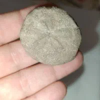 فسیل خارپوست