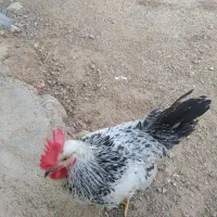 سرگرمی و فراغت