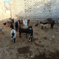 بز کهره .داشتی .بره قوچ.شیشک .
