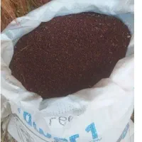 تخم جارو خارجی دانه درشت