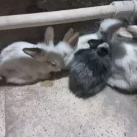 خرگوش لوپ هلندی