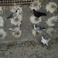کبوتر