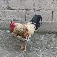 خروس