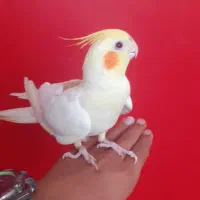 عروس هلندی بالق