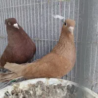 جفتگاه