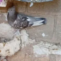 کبوتر گوگ