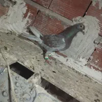 گلی