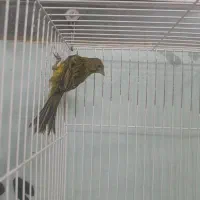 قناری سبز مست شلاقی