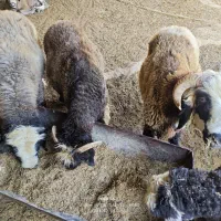 فروش بره نر پرواری مخصوص قصابی وقوچ