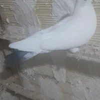 کفتر تهرانی