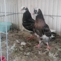 کبوترجوجه پرشی