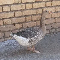 غاز
