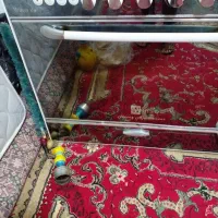 فر گاز|اجاق گاز و لوازم برقی پختوپز|یاسوج, |دیوار