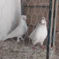 یک جفت ماهرو کاکلی اصیل