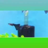 ماهی گوپی مسکوریبون