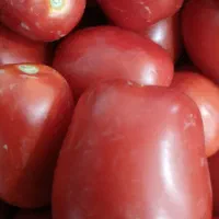 گوجه تازه تازه کیلو ۴۷ سبد کامل ۴۵