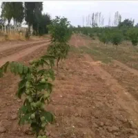 نهال میوه و گردو