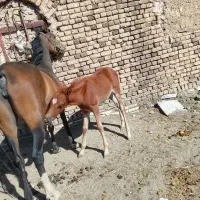 خرید و فروش اسب