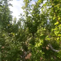 فروش باغ در بندر شرفخانه