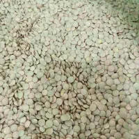 لپه عمده عدس عمده