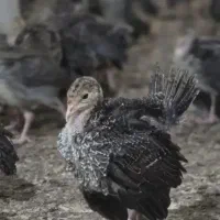 جوجه بوقلمون بربون و برنز