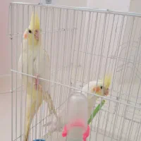 عروس هلندی نر ۵ ماهه