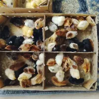 جوجه مرغ جوجه اردک حراج تابستانه