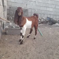 بز و کهره پاکستانی