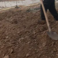 کود مرغ
