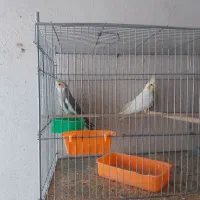 عروس هلندی