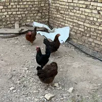 مرغ تخمگذار کرچ شو