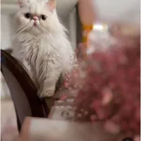گربه توجه کنین