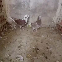 ۲ جفت کبوتر پرشی