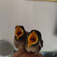 جوجه مرغ مینا