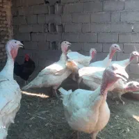 بوقلمون
