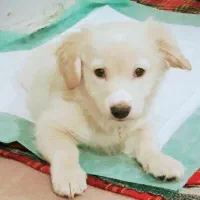 سگ پاکوتاه پارامین نر