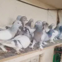 ۲۰تا کبوتر ترکیه ای