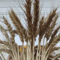 گندم دیم برای درو