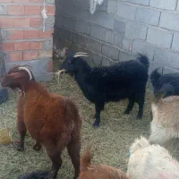 گوسفند مناسب