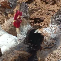 خروس بومی