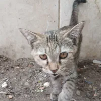واگذاری گربه