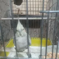 سه جفت پرنده با سه عدد قفس معاوضه فقط با سره نر