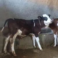 گوساله نر
