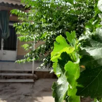 ویلایی-در-بست-استقلال
