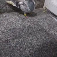 ۲فروشی|پرنده|نیشابور, مازول|دیوار