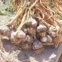 سیر تند تیز