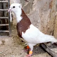 ۷عددکبوتر پرشی هوایی ۸۵۰