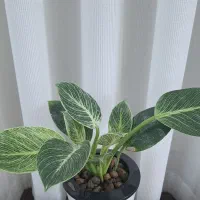 گلهای هیدروپونیک